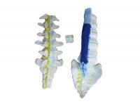 腰骶椎解剖与脊神经关系模型  XM-651