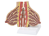 哺乳期女性乳房解剖模型  XM-719A