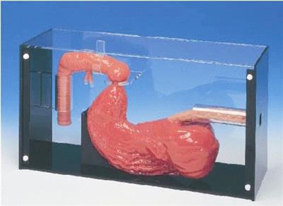 胃镜与ERCP检查模型HK-LV43