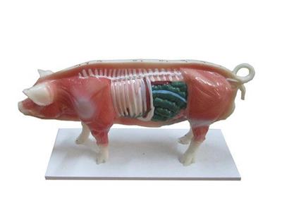 猪体针炙模型HK-Y1030