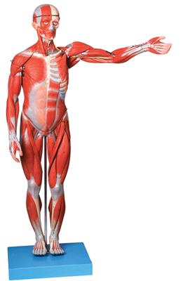人体全身肌肉解剖模型HK-A11302-2