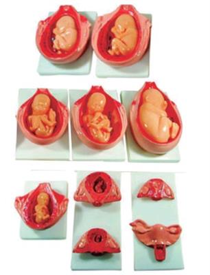 胎儿妊娠发育过程HK-A1083