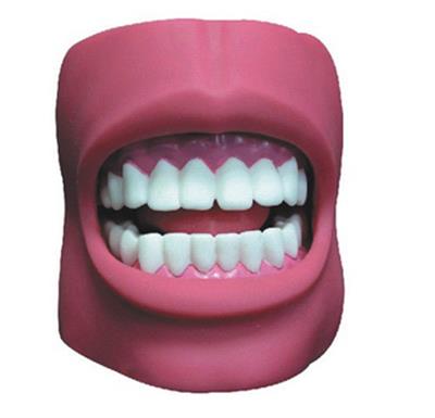 牙护理保健模型HK-HY3