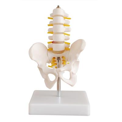 小型骨盆带五节腰椎模型XC115A