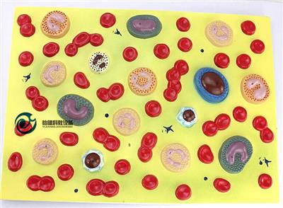 血细胞组成结构放大模型YJ-A421