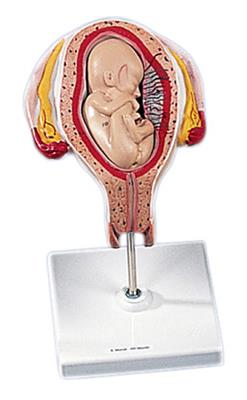 第四个月胎儿(腹卧位)-德国3B-L10-4
