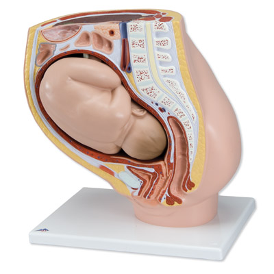 妊娠骨盆模型(2部分)-德国3B-VG381
