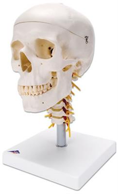颈椎上的经典颅模型-A20-1