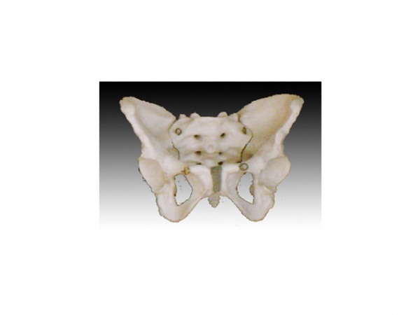 女性骨盆模型KYE05012