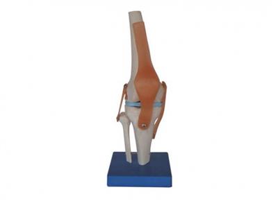 自然大膝关节模型带韧带KYE05020