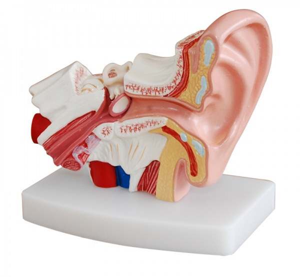 桌上型耳解剖模型KAY-303D