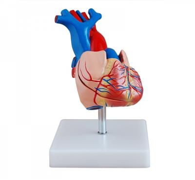 自然大心脏解剖模型KAY-307A