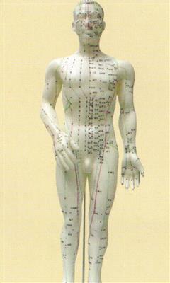 针灸人体模型男50cm