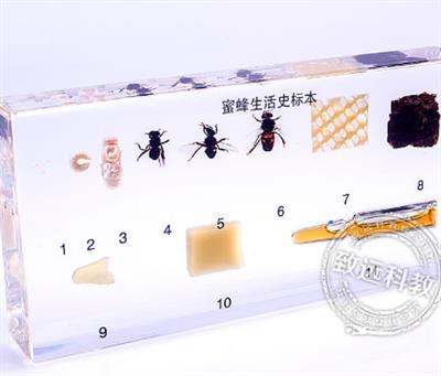 中学仪器类蜜蜂生活史标本