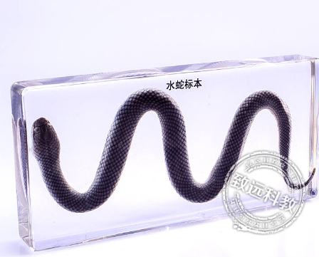 中学仪器类水蛇标本