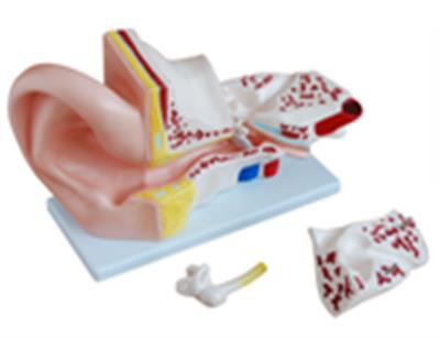 大耳解剖模型（4件）QY-XJCW303A