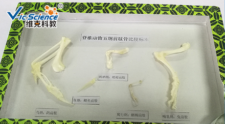 动物细胞及组织玻片50种套装蛙早期原肠切片