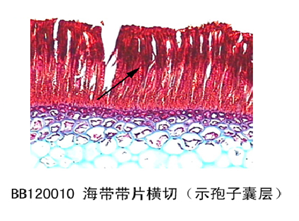 海带带片横切(示孢子囊层)