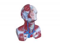 头颈胸静脉回流模型  XM-647