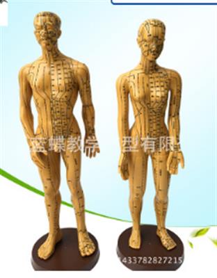 50CM超清晰经络男女人体模型人体经络模型中医铜人针灸穴位模型