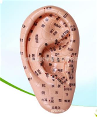 医用耳朵针灸模型 医学硅胶耳朵模型 耳穴反射区模型 13CM