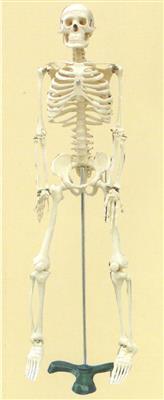 人体骨架模型85cm
