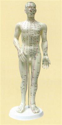 针灸人体模型50cm(男)