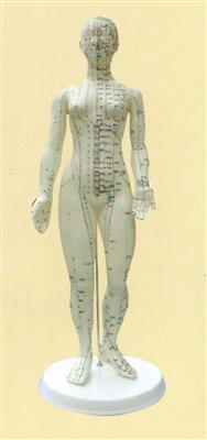 针灸人体模型48cm(女)