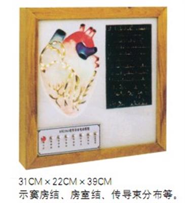 心脏传导系电动模型HK-A1076