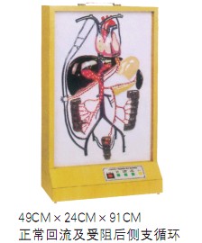 电动门静脉侧支循环模型HK-A1079