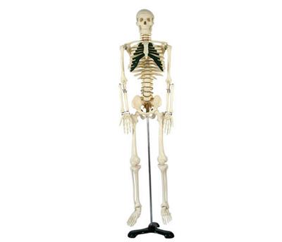 人体骨骼带神经模型HK-A1004 85cm