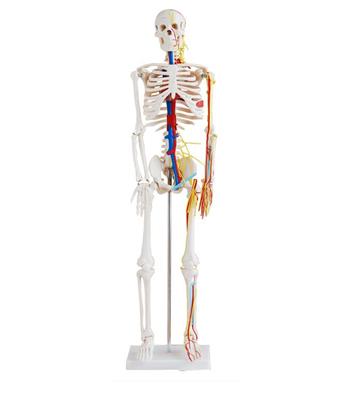 人体骨骼带心脏与血管模型HK-A1005 85CM