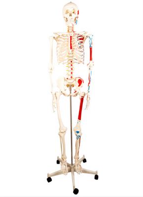 人体全身骨骼附主要动脉和神经分布模型HK-1007