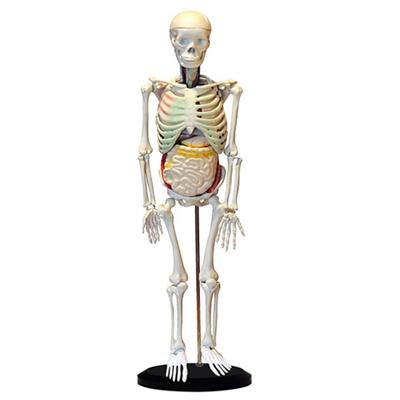 人体骨骼与内脏关系模型HK-1010 （85cm）