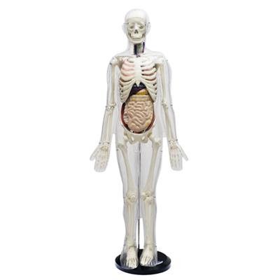 人体体表、人体骨骼与内脏关系模型HK-1011