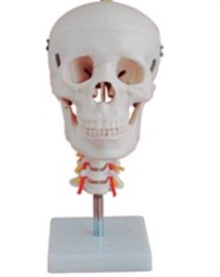 头骨带颈椎模型HK-A1008