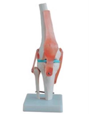 自然大膝关节模型HK-A1019