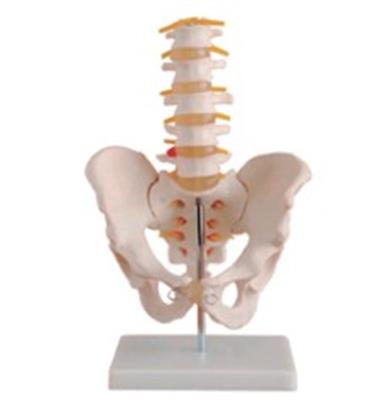 自然大骨盆带五节腰椎模型HK-A1022