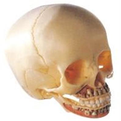 儿童头颅骨模型HK-A1115