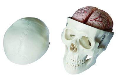 头骨带8部分脑动脉模型HK-XC104E