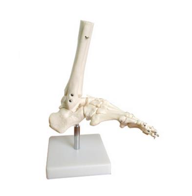 足骨模型HY-BM1044