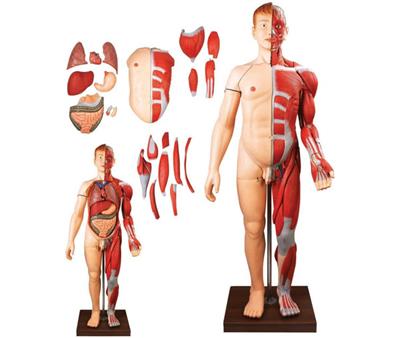 人体全身层次肌肉附内脏模型HK-A10001