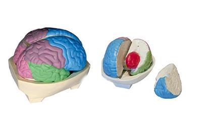大脑分叶模型HK-BM1226
