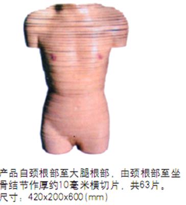 女性躯干断层解剖横切面模型HK-A1071