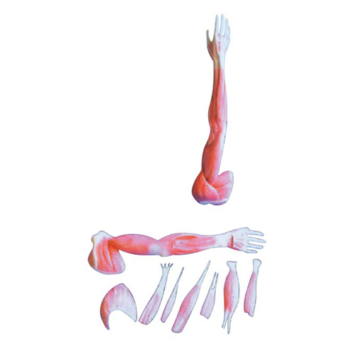 上肢肌肉解剖模型HK-A1038-2