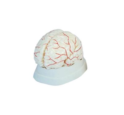 脑动脉模型HK-A1041