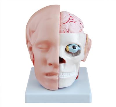 头解剖附脑动脉模型HK-A1042
