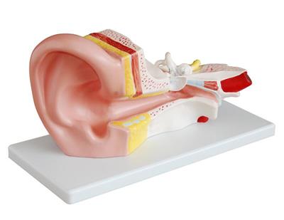 中耳解剖模型HK-XC-303B