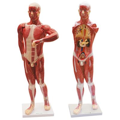 人体肌肉及胸腹腔脏器解剖模型HK-1068