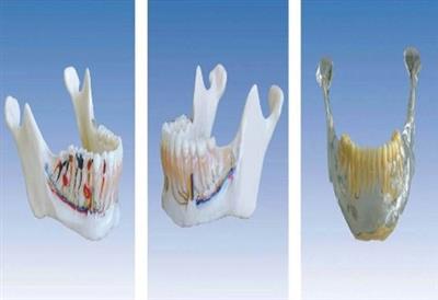 下颌骨解剖模型HK-L1027